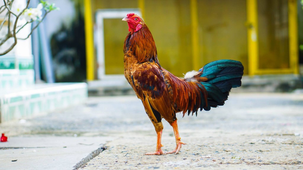Ga179 – Cách chăm sóc gà bị cựa tổn thương nặng tốt nhất